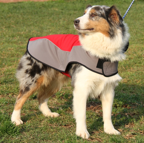 Hundebekleidung Nylon Australian Shepherd - zum Schließen ins Bild klicken