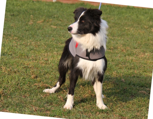 Hundebekleidung für Border Collie . Nylonmantel warm und bequem - zum Schließen ins Bild klicken
