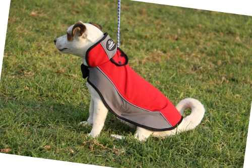 Jack Russell Terrier dog cloak