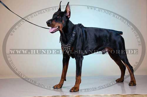 Leather Harness for Doberman Pinscher 