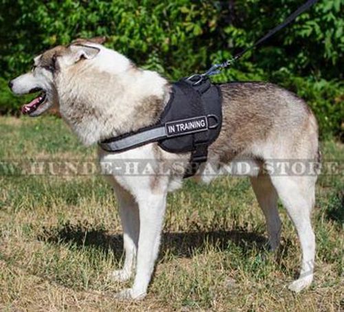 Bestseller Allwetter Hundegeschirr aus Nylon mit Logo für Husky✓✓✓