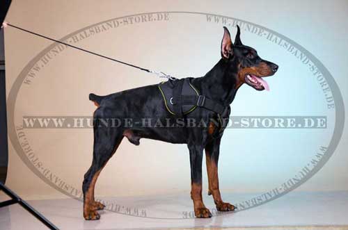 Geschirr K9 für Dobermann, Dienst & Sport