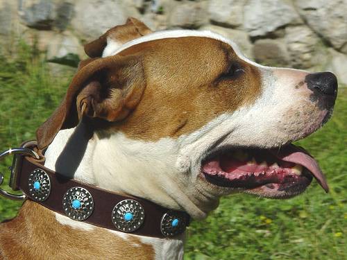 Hundehalsband Amstaff aus Leder mit blauen Steinen - zum Schließen ins Bild klicken