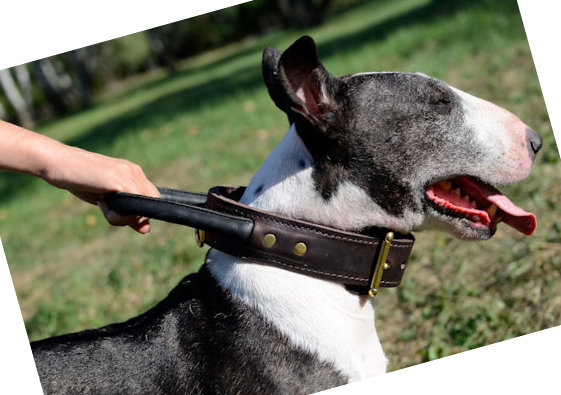 Hundehalsband aus Leder mit Handgriff für Bullterrier