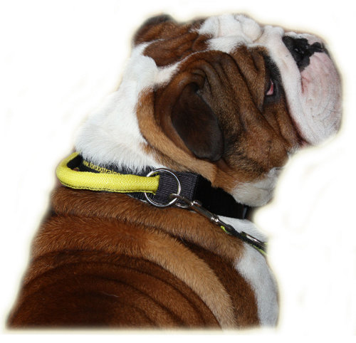 Nylon Englische Bulldogge Halsband mit Verschluss und dem Griff - zum Schließen ins Bild klicken