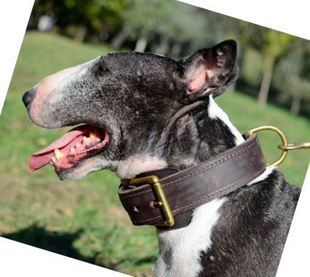 dog collar for bull terrier, best for agitation