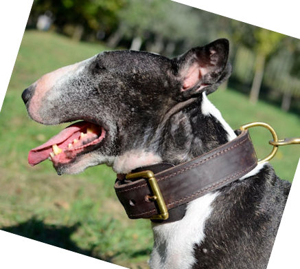 Bullterrier zweilagiges Hetzhalsband - zum Schließen ins Bild klicken