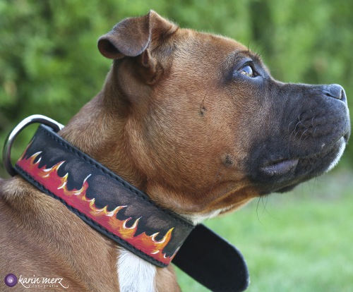 Staffordshire Bullterrier Hundehalsband aus Leder, bemalt - zum Schließen ins Bild klicken