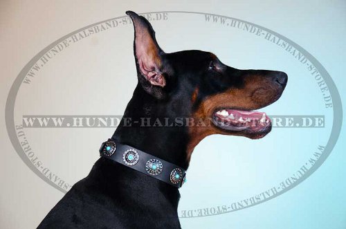 Hundehalsband Leder für Dobermann mit Steinen und Silberschmuck - zum Schließen ins Bild klicken