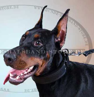 Hundehalsband Leder mit Filz fuer Dobermann-Bestseller! - zum Schließen ins Bild klicken
