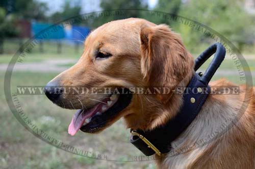 Labrador dog leather collar wide with handle