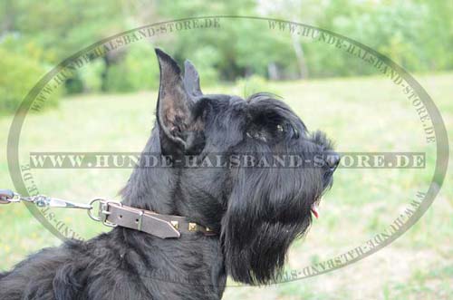 Hundehalsband Leder Riesenschnauzer mit quadratischen Nieten - zum Schließen ins Bild klicken