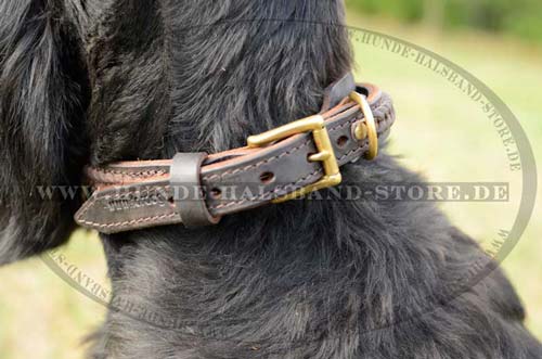 dog collar leather for Riesenschnauzer