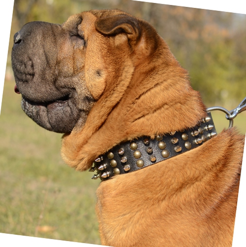 Shar Pei-Leather-Collar-Wide-Studs-Spikes