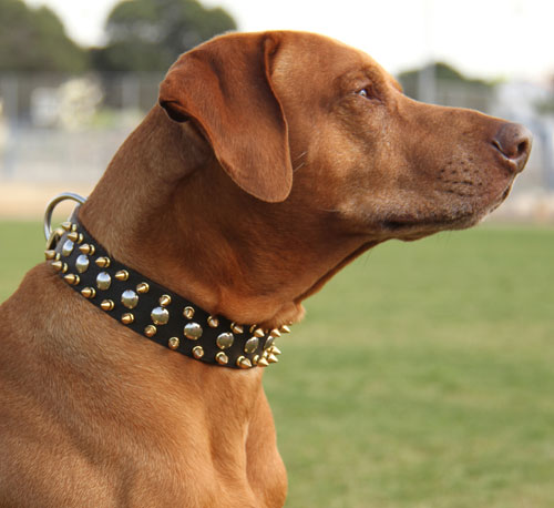 Halsband für Hunde aus Leder mit Spikes und Nieten