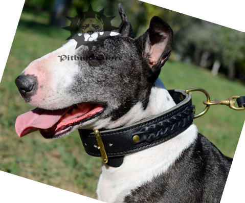 Bull Terrier Collar Leather, Braided Leather collars