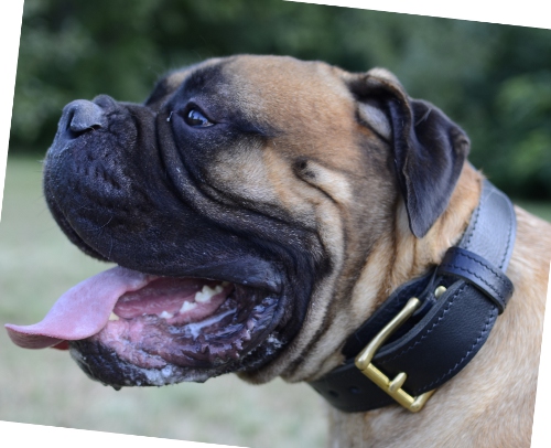 Bullmastiff Collar Leather Wide with handle