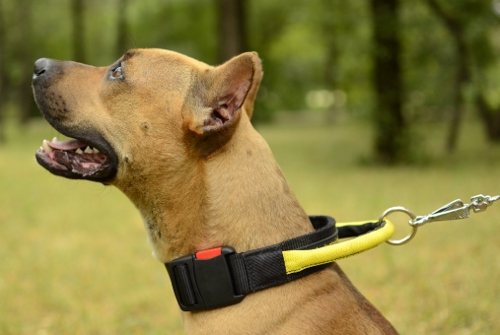 Pitbull Hundehalsband mit patentiertem Verschluss