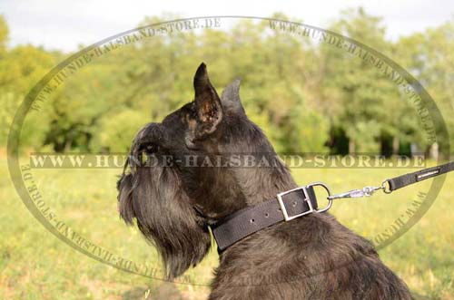 Riesenschnauzer Halsband fuer Training und Sport