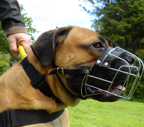 Boerboel Mastiff Collar with Handle, Nylon