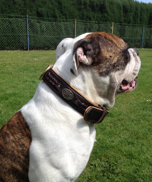 dog collar for old victorian bulldog with braids