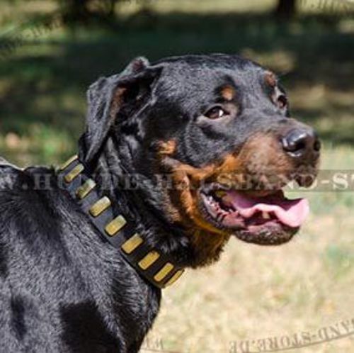 Nietenhalsband mit vertikalen Platten für Rottweiler