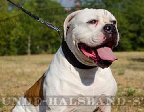 Bestseller Extra breites Lederhalsband für amerikanische Bulldogge - zum Schließen ins Bild klicken