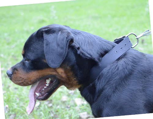 Rottweiler Halsband fuer Training und Sport