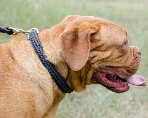 braided dog collar leather for Dogue de Bordeaux