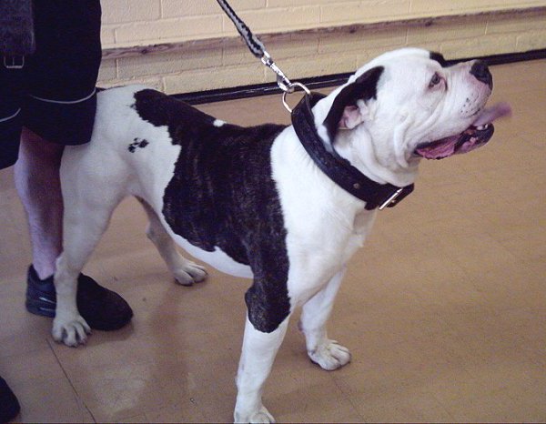 Pitbull Hundehalsband Leder, geflochtenes Hundehalsband