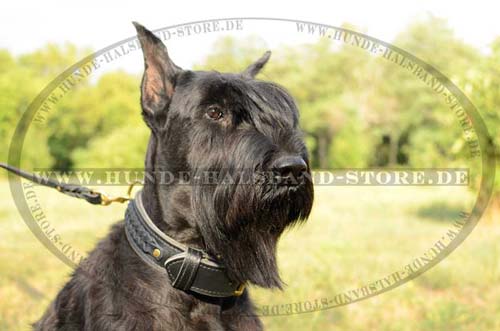 Leather Dog Collar for Riesenschnauzer with Braids! - Click Image to Close