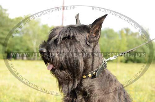 Dog leather collar with circles for Schnauzer