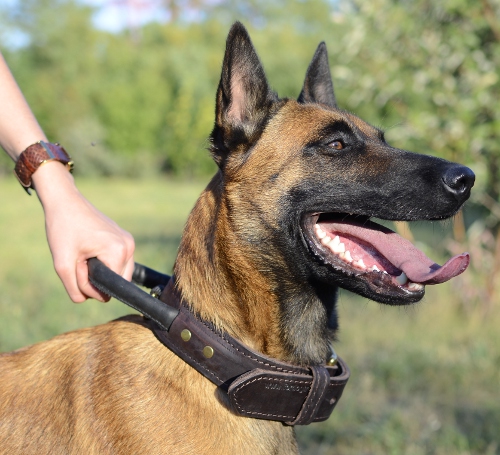 Hundehalsband aus Leder mit Griff für Malinois