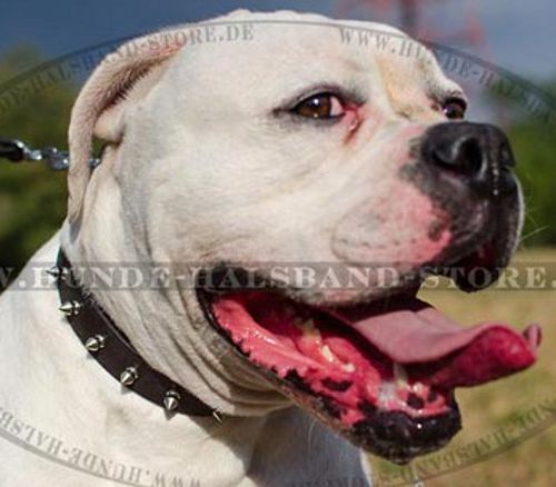 Amerikanische Bulldogge Halsband mit Spikes-Reihe - zum Schließen ins Bild klicken