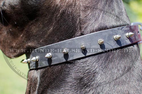 Deutsche Dogge Hundehalsband mit vernickelten Spikes