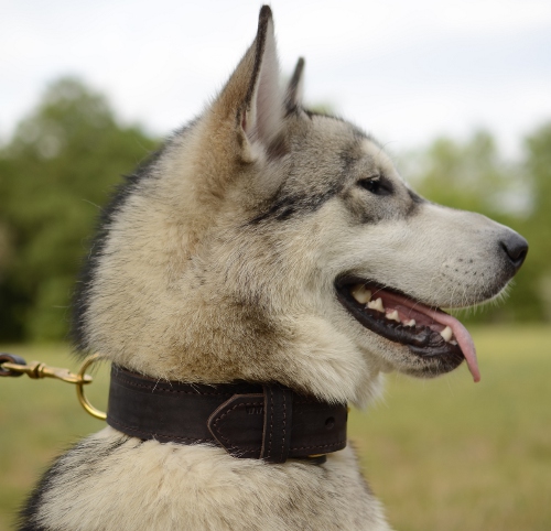 Hundehalsband Leder Exklusive für Alaskan Malamute, Rindnappa - zum Schließen ins Bild klicken