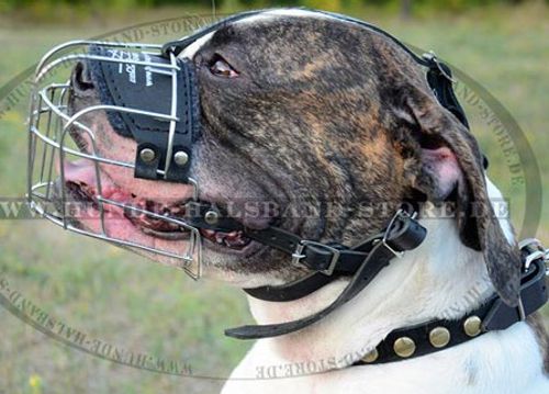 Drahtmaulkorb für amerikanische Bulldogge - zum Schließen ins Bild klicken