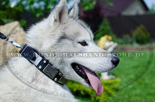 Studded Collar for Husky 