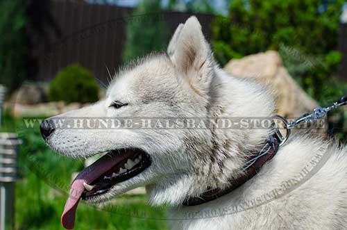 Leder Halsband für Husky mit Bemalung Stacheldraht ?