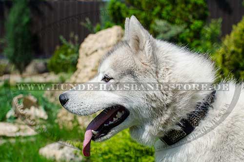 Husky Dog Collar Exclusive 