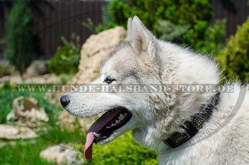 Husky Halsband Nieten