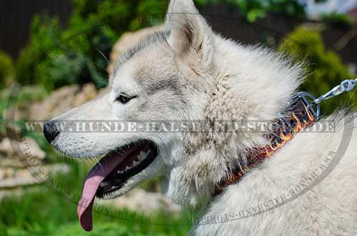 Husky Collar in the Flame Style 