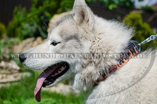 Husky Halsband Breit im Flamme Stil