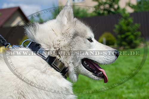 Husky Dog Collar Leather with Sparkling Plates 