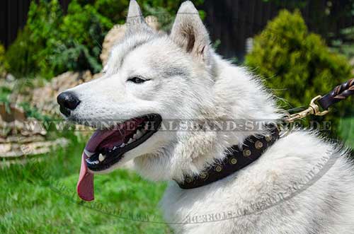 Husky Hunde Halsband Leder mit Messingpyramiden