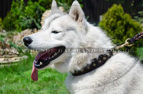 Husky Hunde Halsband Leder mit Messingpyramiden ▲▲▲