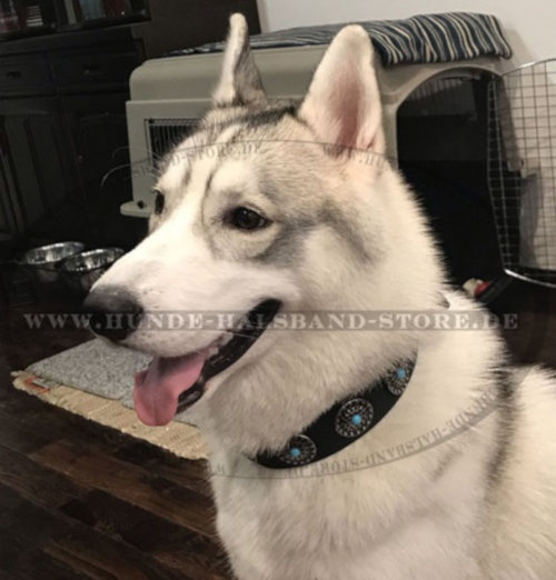 Husky modisches Lederhalsband mit blauen Steinen