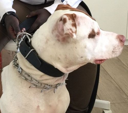 Hunde Halsband Nylon für Identifikation - zum Schließen ins Bild klicken