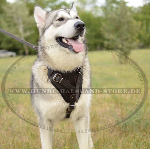 Alaskan Malamute Brustgeschirr Leder mit klassischem Design - zum Schließen ins Bild klicken