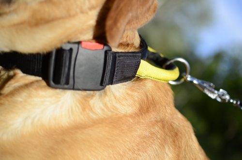 Labrador Halsband mit Verschluss und der Schlaufe - zum Schließen ins Bild klicken